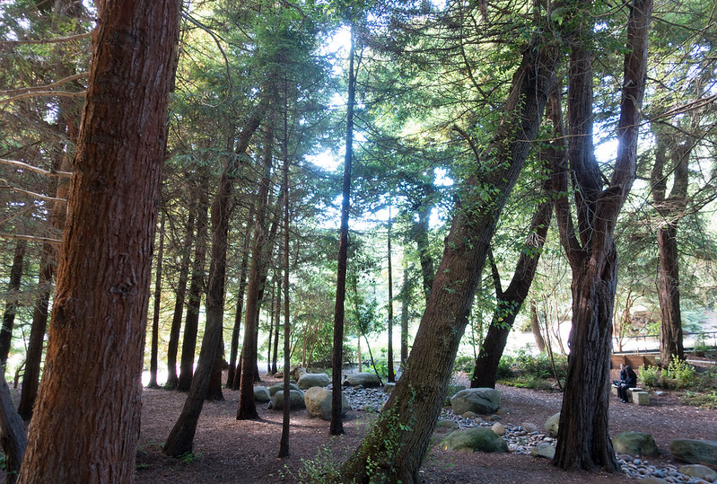 Golden Gate Park