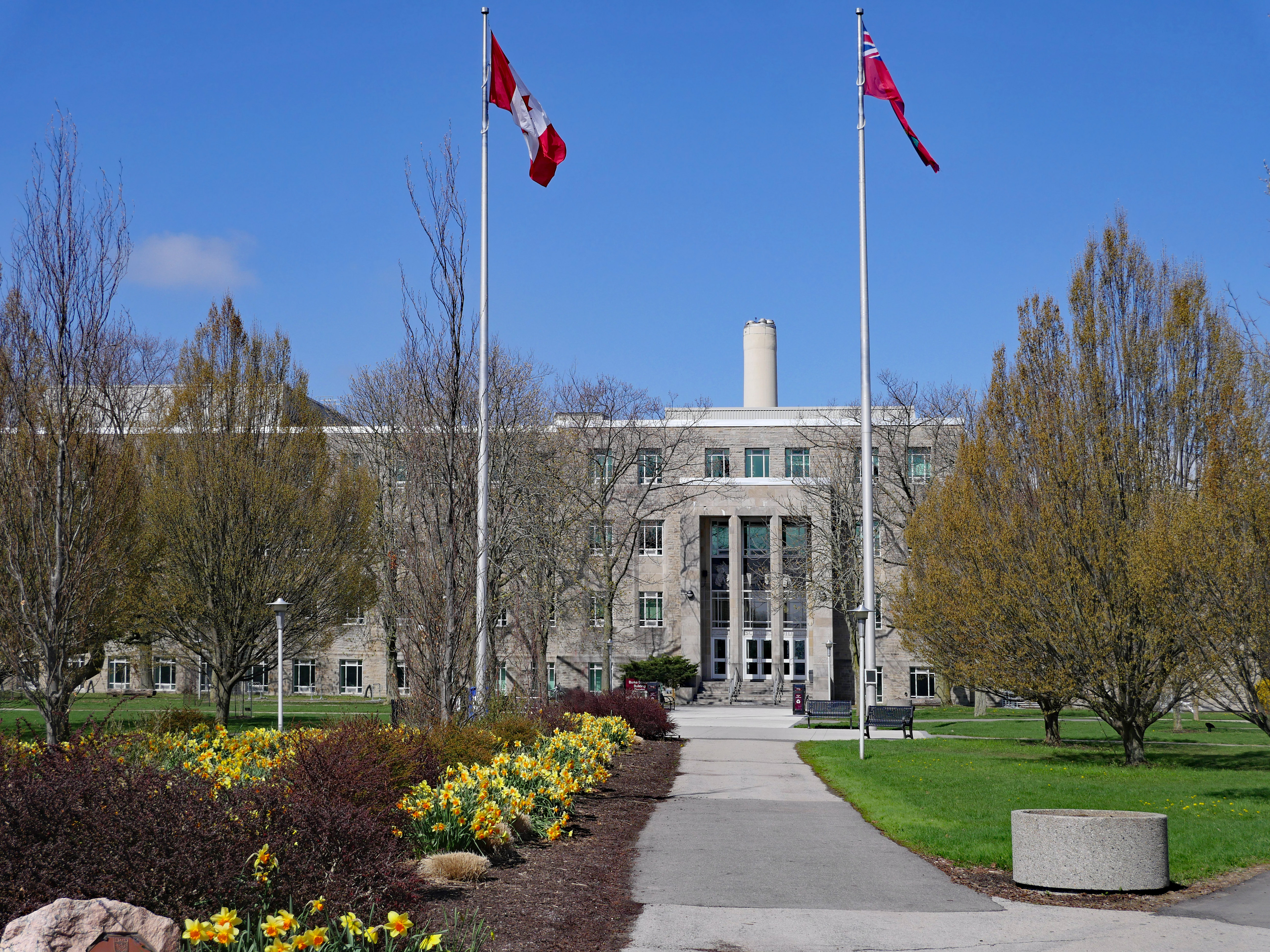 A paved walkway leading toward a stone building at McMaster University under a clear blue sky, flanked by two tall flagpoles flying the Canadian national flag and the Ontario provincial flag, with yellow flowers blooming in the foreground.