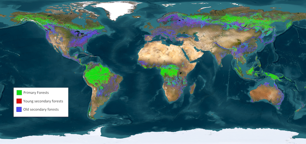 Global map of primary, young secondary and old secondary forests. 