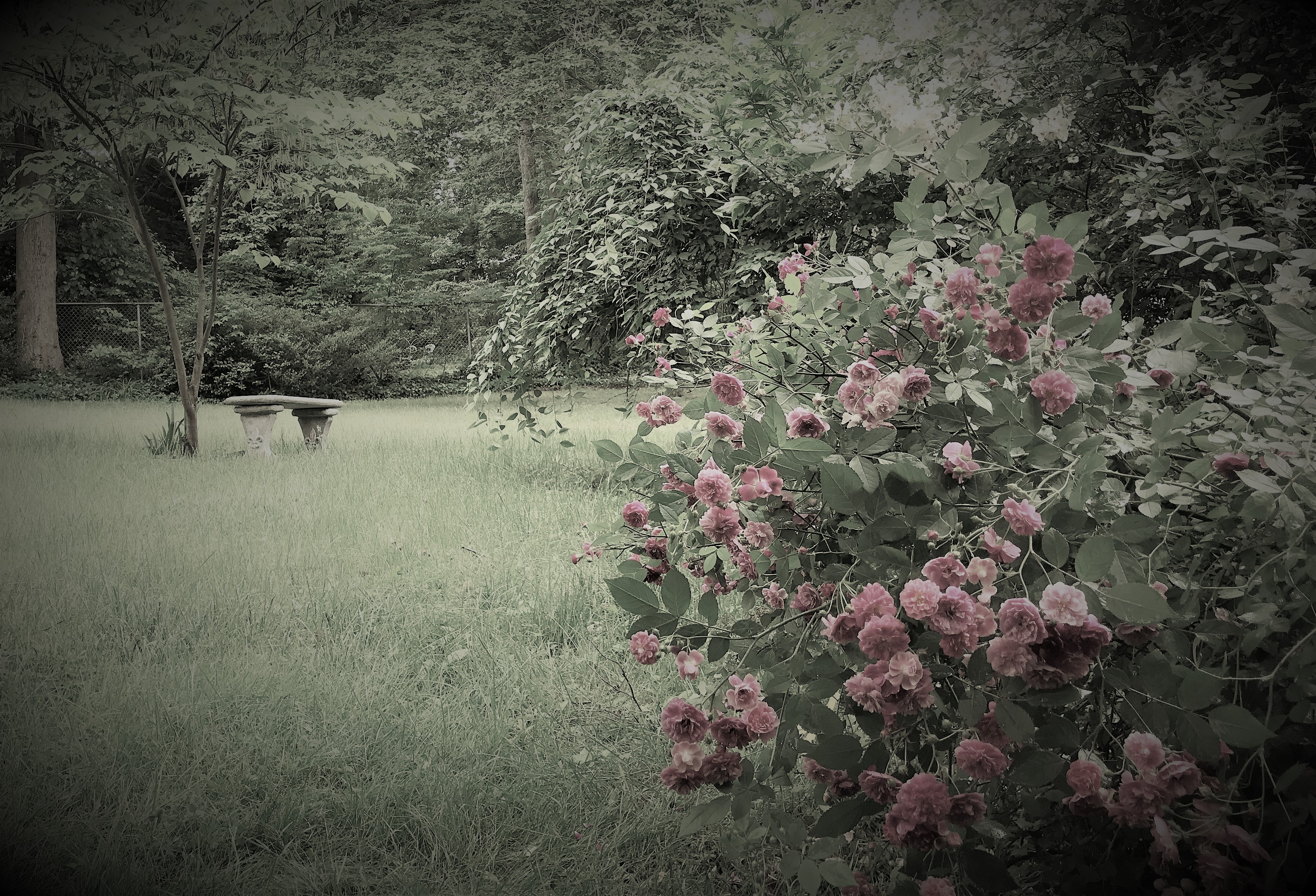 Early summer's view of Sun's garden