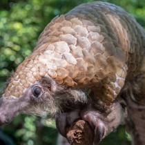 White-bellied Pangolin