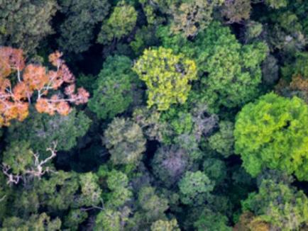 Green forest from the top