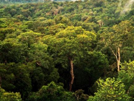Amazon Manaus Forest