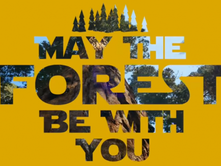 May the Forest Be With You