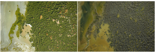 Mangroves before and after hurricane.