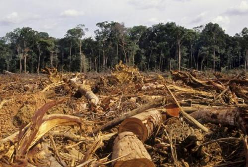 Louise Chini Co-Authors Global Carbon Budget Paper Deforestation in the Amazon. Credits: ©iStockphoto.com/luoman