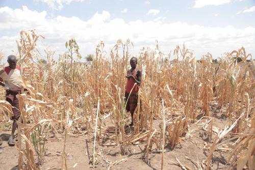 Workers standing amongst their corn fields