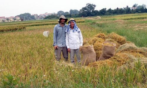 rice paddies field work