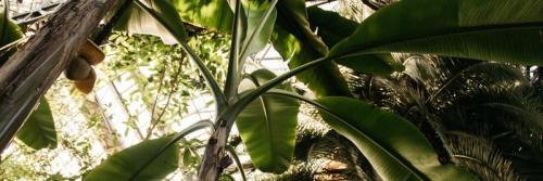 Initiative To Combat Agricultural Pests