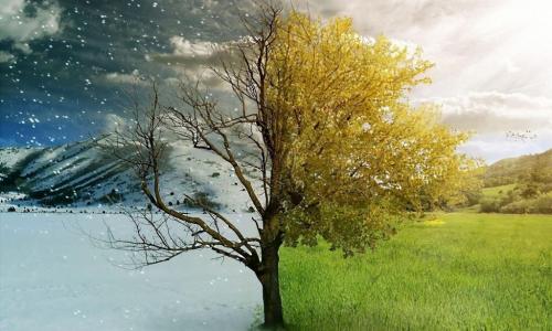 Summer/Winter scenic tree