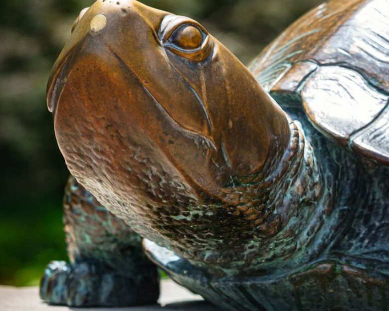 Testudo