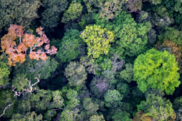 Green forest from the top