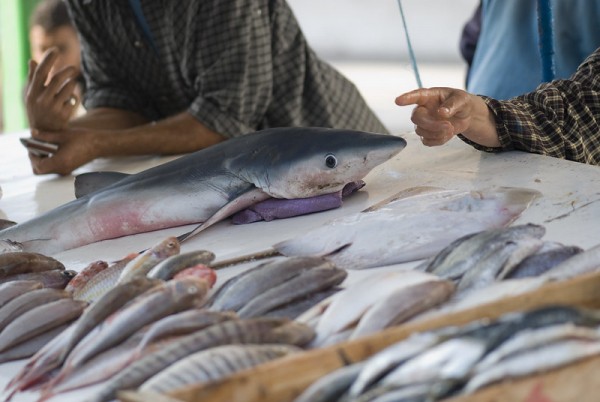 Shark market showing dead small sharks for sale.