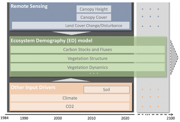 Conceptual diagram of the components of the forest carbon monitoring and modeling system. Remote sensing and other input drivers are integrated into the Ecosystem Demography model to quantify past vegetation structure, dynamics, and carbon stocks and fluxes over the state consistent with contemporary baseline conditions.