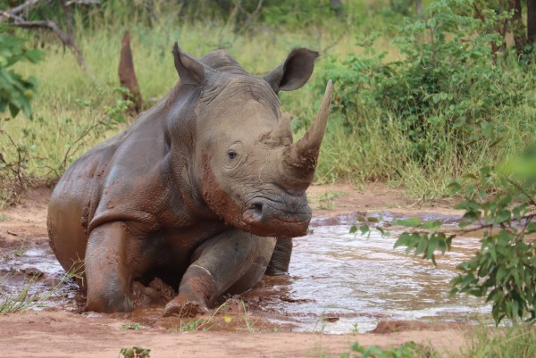 A rinhocerous takes a mud bath in Zambia