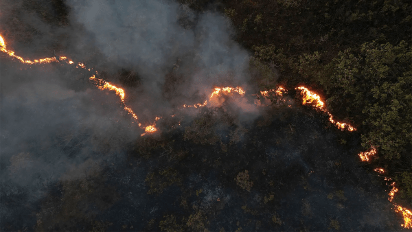 Fires spread through the Brasilia National Forest in the middle of the dry season in July 2024.