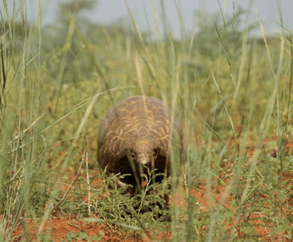 A pangolin strides through tall grass, blending into the natural landscape around it.