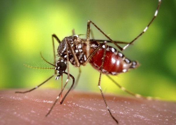 Close-up shot of an aedes aegypti mosquito sucking blood from a human host