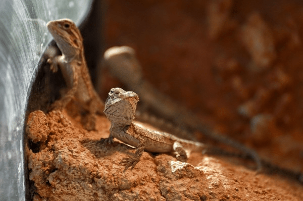 Three baby bearded dragons in a terrarium