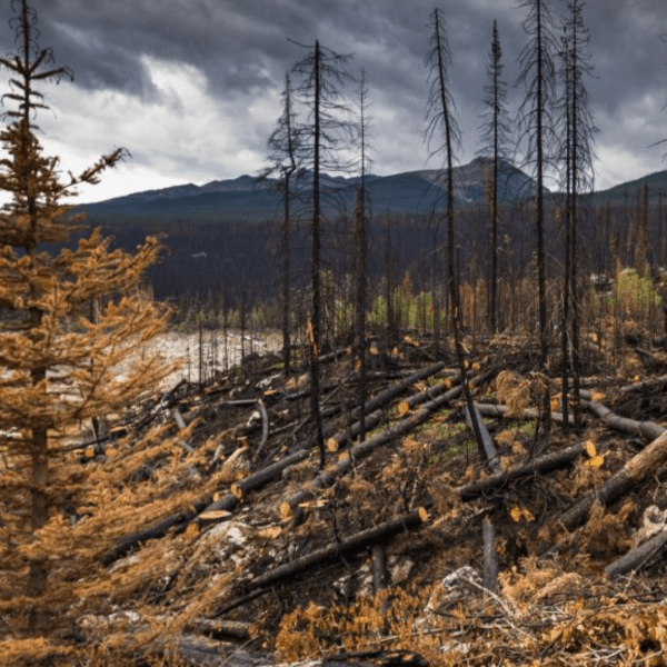 The image shows a forest affected by fire, with blackened tree trunks against a cloudy sky and a forest floor littered with scorched branches, while patches of green and yellow sprouts hint at nature’s recovery.