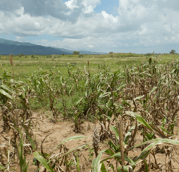 A field of sorghum crops growing in a dry, sandy landscape under a cloudy sky, with mountains in the far distance.