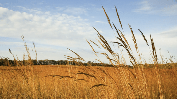 A close-up shot of tall, golden-brown prairie grasses swaying against a bright blue sky with wispy white clouds. In the blurred background, a wide field of amber grass stretches toward a distant line of green trees under a soft, morning light.