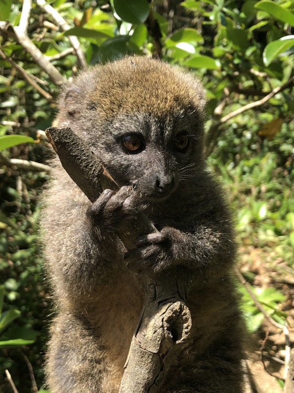 A close-up, medium shot of a small, fuzzy brown, bamboo lemur with large, copper-colored eyes. The lemur is clinging to a thick, textured tree branch with its dark, five-fingered hands, looking slightly to the right with a curious expression. The background is a soft-focus lush green foliage dappled with sunlight.