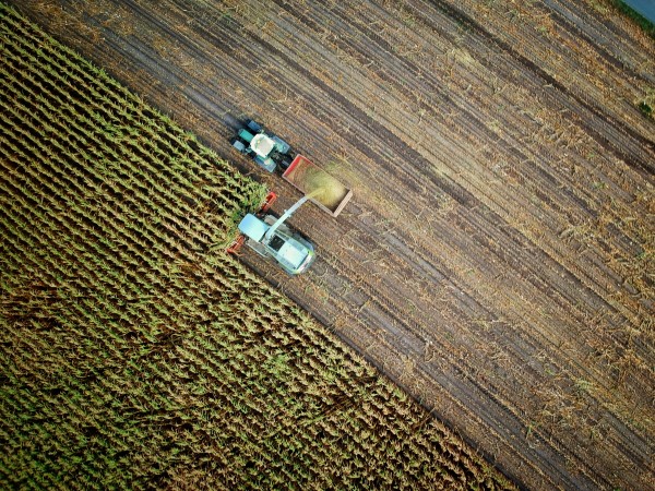 An aerial, top-down view shows a forage harvester and a tractor working in tandem to harvest a cornfield. The frame is diagonally split between rows of standing green crops and the brown, tilled earth of the harvested area. As they move, the harvester’s spout continuously discharges grain into the tractor’s trailer.