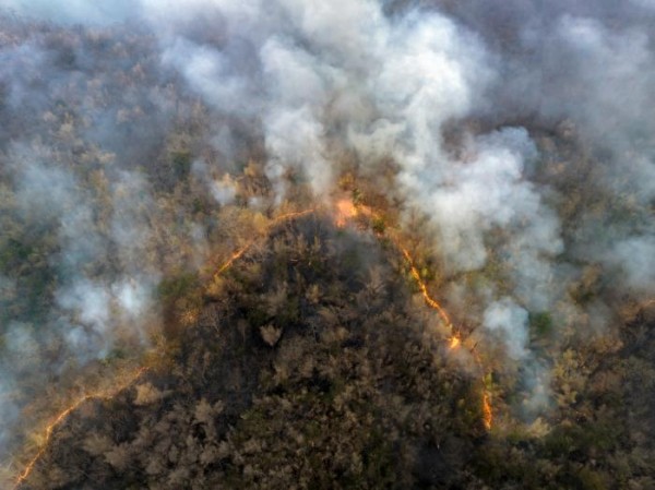 An aerial, high-angle view of a wildfire burning through a dense forest. A long, glowing line of orange flames snakes through the center of the frame, dividing the charred, dark brown trees from the lush green canopy. Thick plumes of white and gray smoke billow upward, partially obscuring the forest floor.