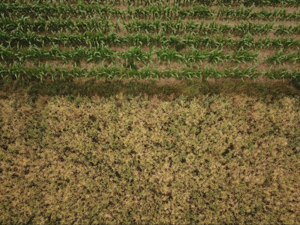 An aerial, top-down view showing a sharp divide between rows of bright green corn and a dense field of yellowish, textured crops.