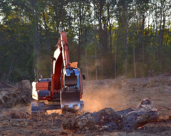 An orange excavator clears a forested area, kicking up dust among tree stumps and debris under warm sunlight, with a dense line of standing trees in the background