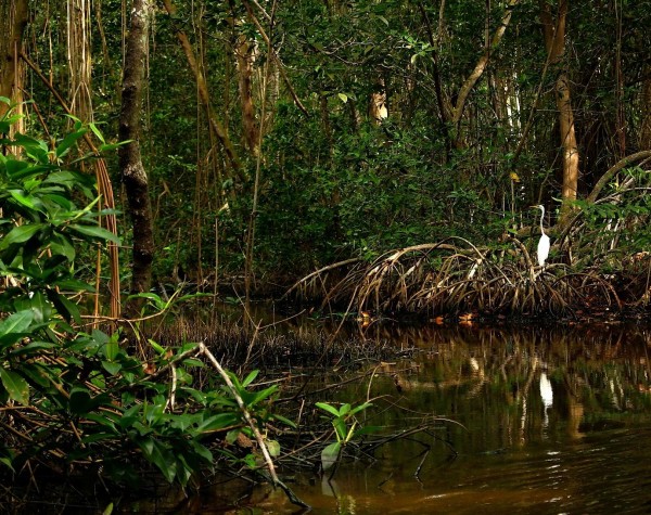 A scenic view of a lush mangrove swamp. A single white egret stands on the arched, tangled prop roots of a mangrove tree on the right side of the frame. The calm, dark water in the foreground creates a soft reflection of the bird and the dense, green forest canopy that fills the background.