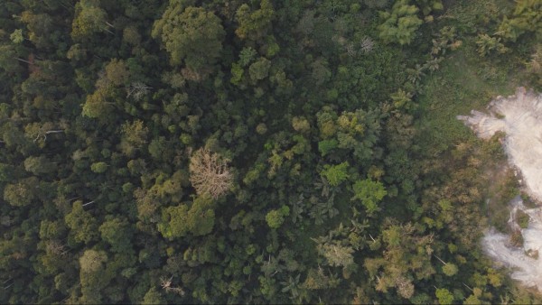Aerial view of a dense green tropical forest adjacent to a cleared, light-gray patch of deforested or eroded land.