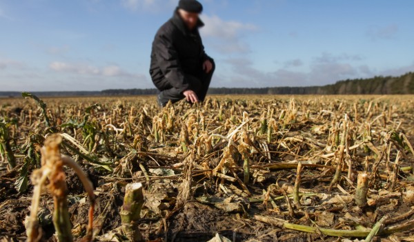 A close-up view of a harvested, dry agricultural field with crop stubble, with a blurry background showing a farmer in a black jacket and cap crouching down to inspect the soil under a partly cloudy sky.