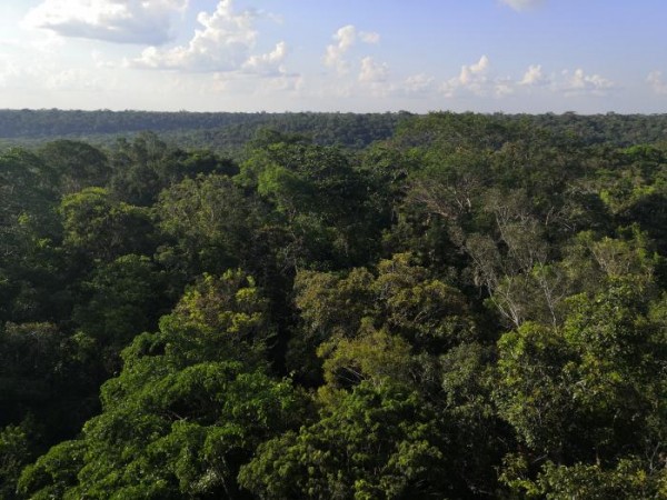 An elevated, panoramic view looking across a dense, lush green rainforest canopy stretching out toward a distant horizon under a soft blue sky with scattered white cumulus clouds.