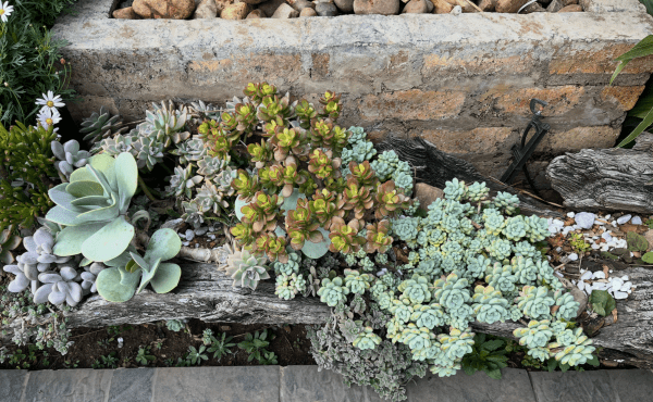 A vibrant garden bed featuring a variety of potted succulents, including pale green paddle plants, red-rimmed jade plants, and clustered pale blue rosette succulents growing along weathered driftwood against a brick wall.