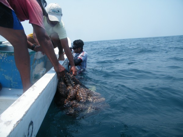 Three people fishing sea cucumbers in the ocean 