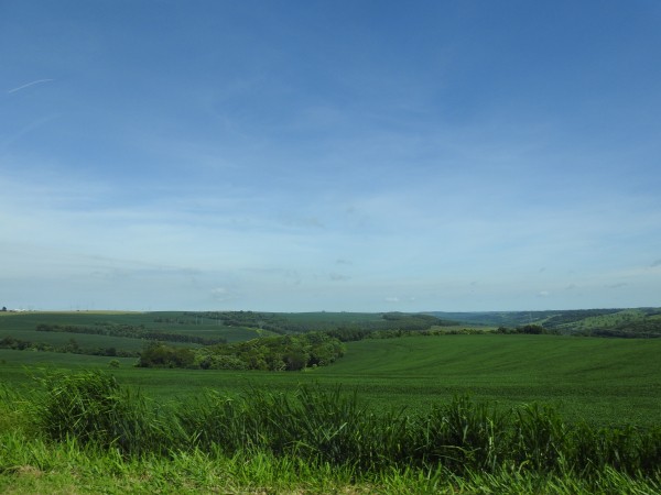 Soy field in Paraná , Brazil 