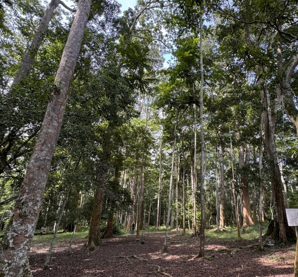 dirt path lined with tall trees