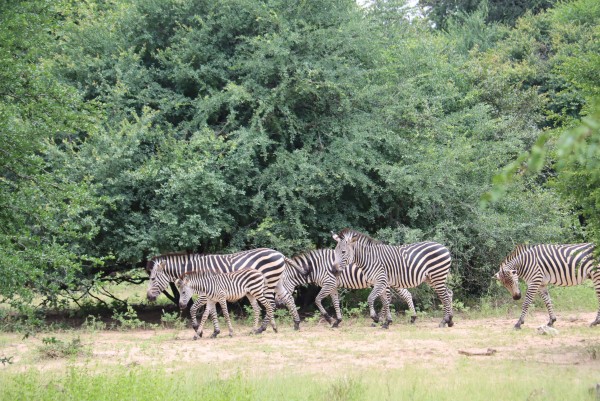 Five zebras walking across a grassy, tree-filled landscape