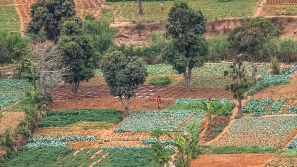 A farmer tends crops in Uganda