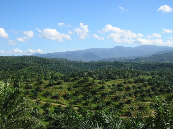 Palm oil plantation in Cigudeg, Bogor, Indonesia