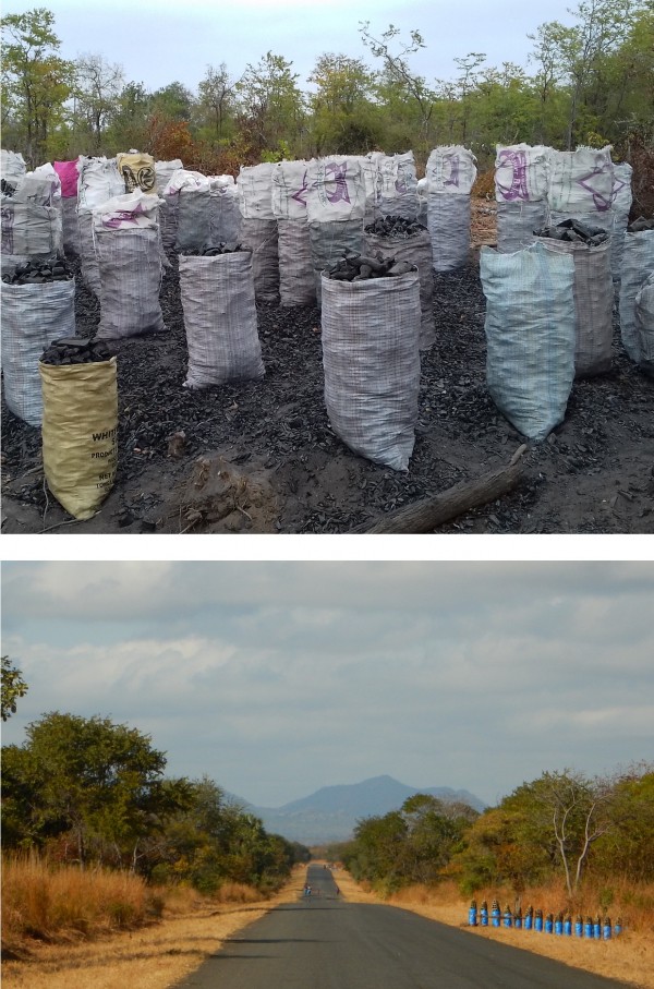 Charcoal  production in Mozambique