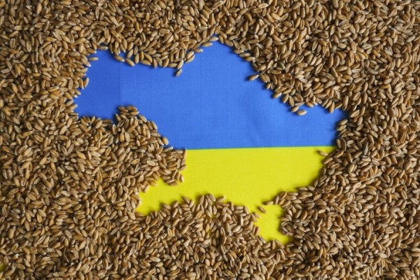 Ukrainian flag in shape of Ukraine, covered by grain 