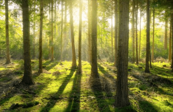 Trees in forest