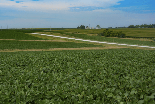 Image of a soybean field in Southeast Iowa, provided by Nicole Pepper (NASA Acres)