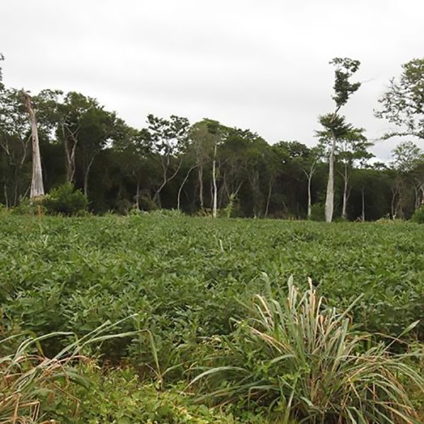 Soybean fields Bolivia