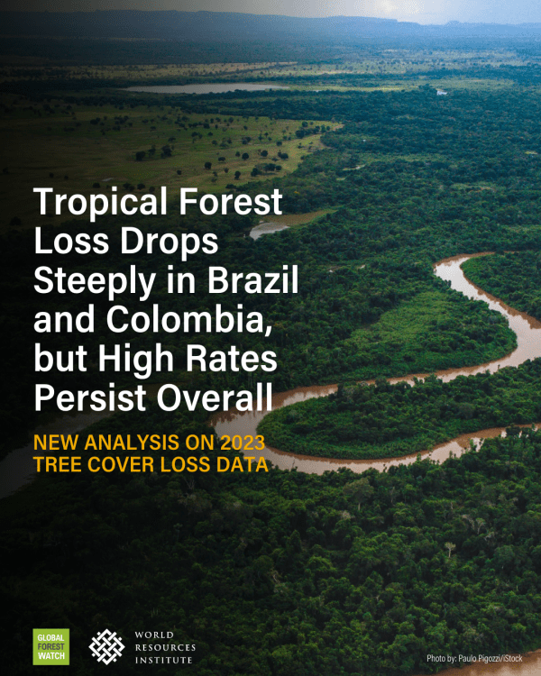 Global Forest Watch report 2023
