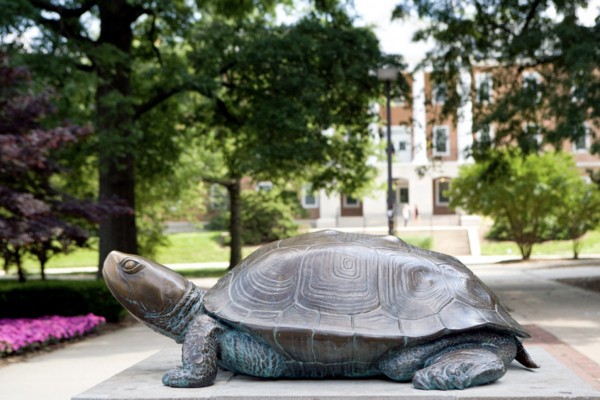 Testudo