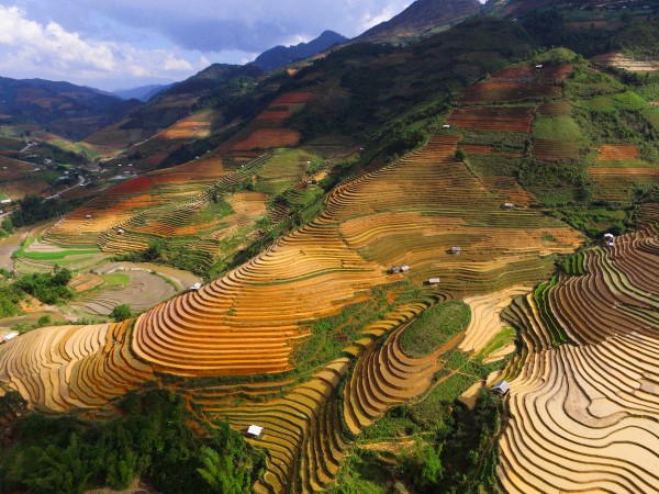 Rice terraces follow the contours of northwest Vietnam's dramatic terrain.